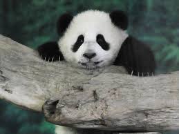 JONGE PANDA